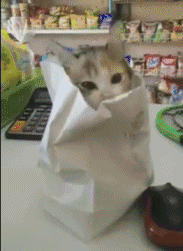 可爱小猫！（可爱小猫！）