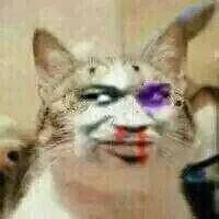 猫猫被打（猫猫被打）