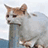 小猫吐了（小猫吐了）