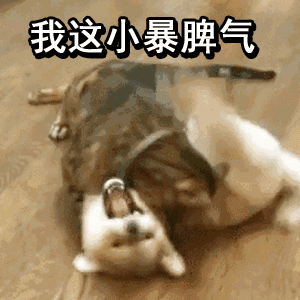我这小暴脾气（我这小暴脾气）