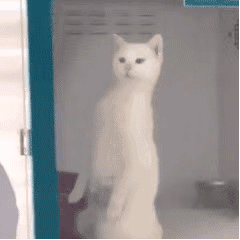 疑问小猫（疑问小猫）