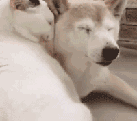 猫狗（猫狗）