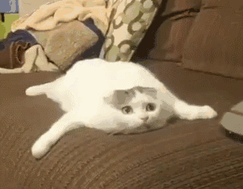 小猫趴着（小猫趴着）