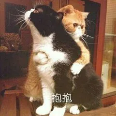 抱抱猫（抱抱猫）