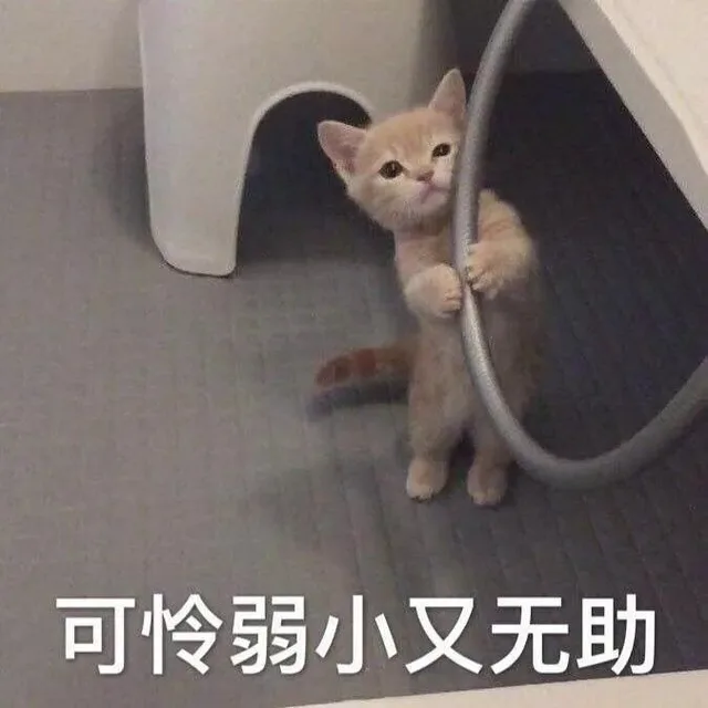 可怜弱小又无助（可怜弱小又无助）