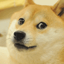 小黄狗变形到哭了！（doge）（小黄狗变形到哭了！（doge））