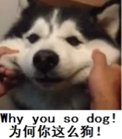 为何你这么狗！（为何你这么狗！）