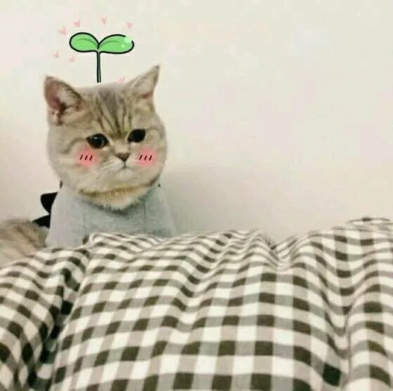 小猫起床（小猫起床）