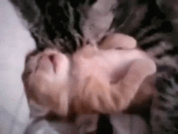 小猫睡了（小猫睡了）