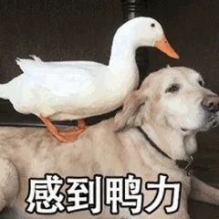 感到鸭力（感到鸭力）