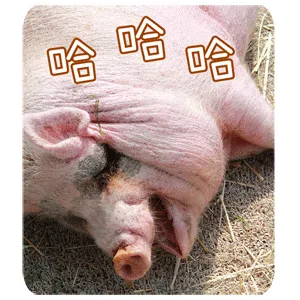 哈哈哈哈（哈哈哈哈）