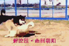 解空技，燕回朝阳（解空技，燕回朝阳）