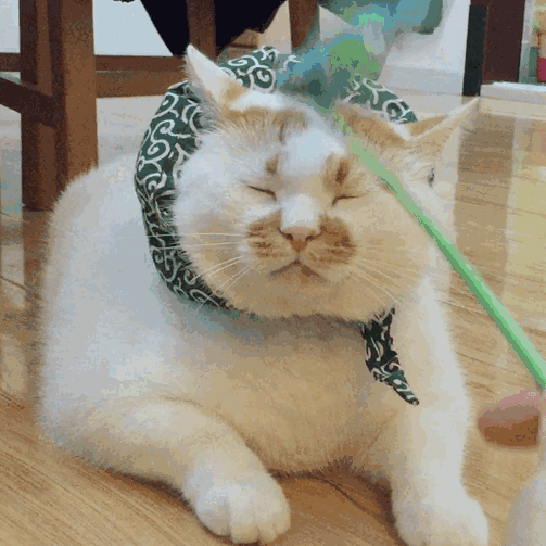 打猫猫（打猫猫）