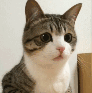 小猫一脸懵逼的表情（小猫一脸懵逼的表情）