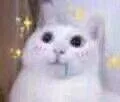 可爱猫（可爱猫）