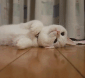可爱小猫（可爱小猫）