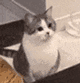 小猫吃惊（小猫吃惊）