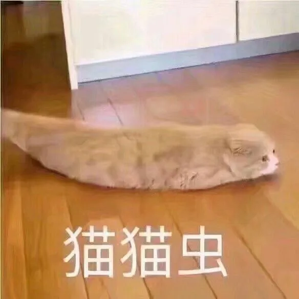 猫猫虫（猫猫虫）