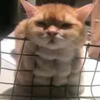 傻呼呼小猫（傻呼呼小猫）