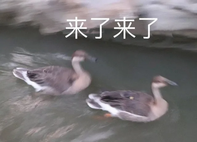 来了来了（来了来了）