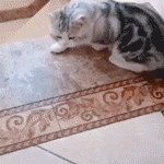 猫猫滚了（猫猫滚了）