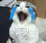 啊！（小猫哭了）（啊！（小猫哭了））