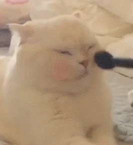 给小猫化妆（给小猫化妆）