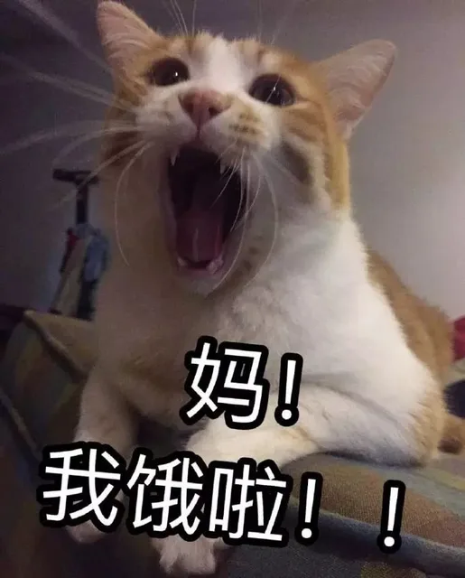 妈！我饿了！（妈！我饿了！）