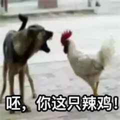 呕，你这只辣鸡（呕，你这只辣鸡）