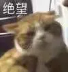 绝望（绝望）