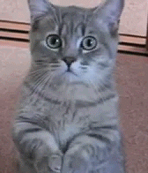 小猫拜佛（小猫拜佛）