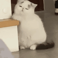 小白猫（小白猫）