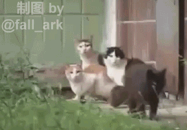 四只猫被一只老鼠吓得跑了（四只猫被一只老鼠吓得跑了）