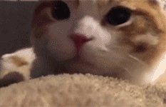 可爱小猫（可爱小猫）