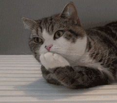 舔猫（舔猫）