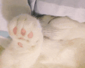 再见啦（小猫挥手）（再见啦（小猫挥手））