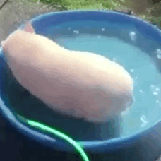 猪猪洗澡（猪猪洗澡）