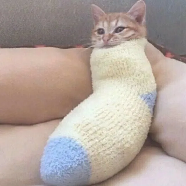 猫猫（猫猫）