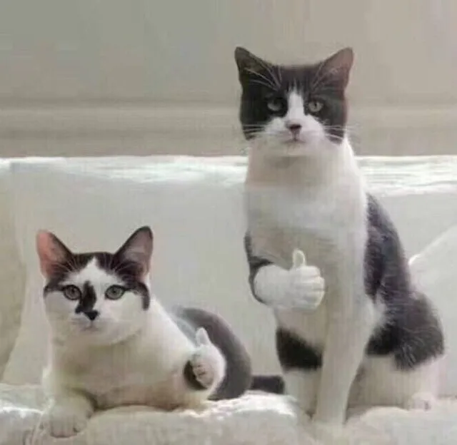 牛逼（小猫）（牛逼（小猫））