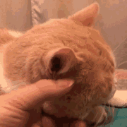 捏猫猫（捏猫猫）