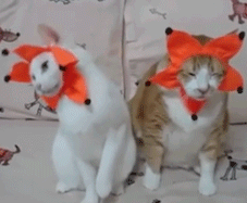 嗨小猫！（可爱）（嗨小猫！（可爱））