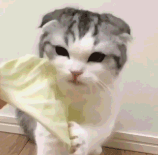 小猫吃白菜（小猫吃白菜）