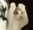 小猫害怕（小猫害怕）