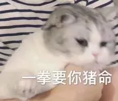 一拳要你猪命（一拳要你猪命）