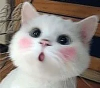 吃惊小猫（吃惊小猫）