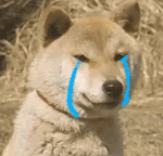 单身狗哭了（单身狗哭了）