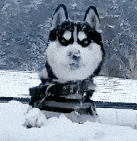 狗狗吃雪（狗狗吃雪）
