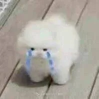 我哭了（我哭了）