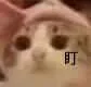 盯（盯）