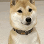 doge点头（doge点头）